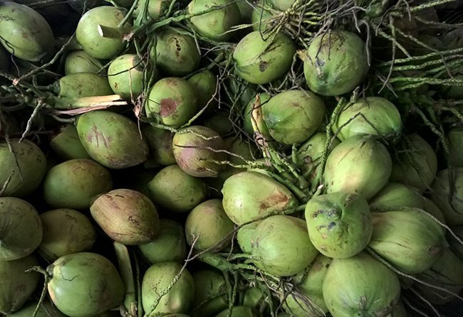 8 great benefits of coconut water you may not know yet Picture 9