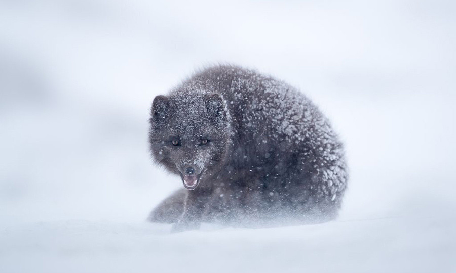 8 most beautiful nature photos of November voted by National Geographic Picture 5