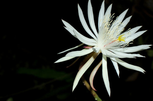 8 most expensive flowers on the planet, money is not sure to buy Picture 1