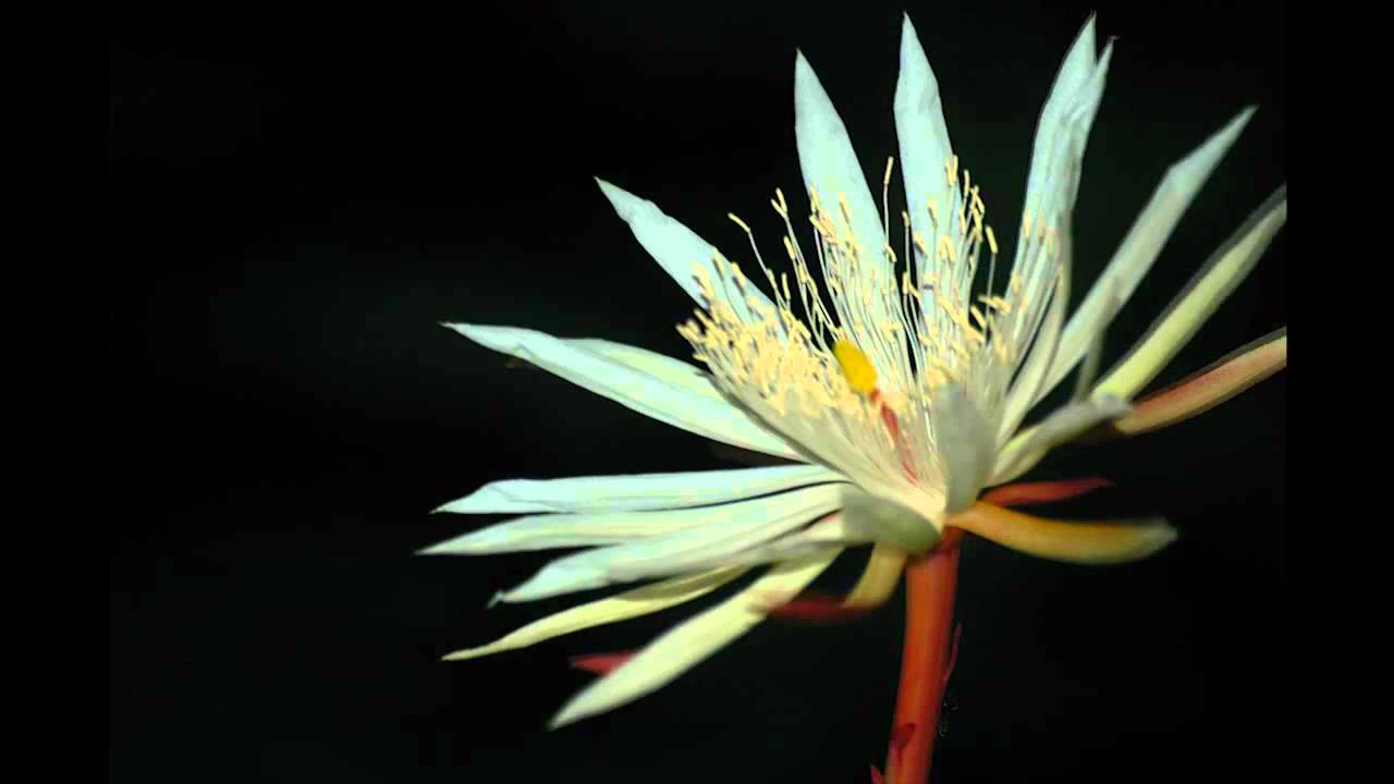 8 most expensive flowers on the planet, money is not sure to buy Picture 2