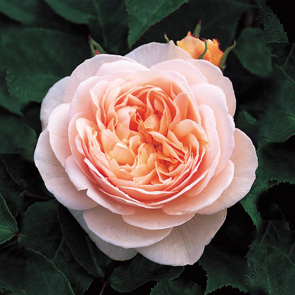 8 most expensive flowers on the planet, money is not sure to buy Picture 3