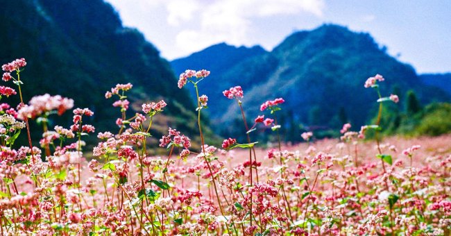 8 things not to be missed when traveling 'phượt' Ha Giang Picture 6