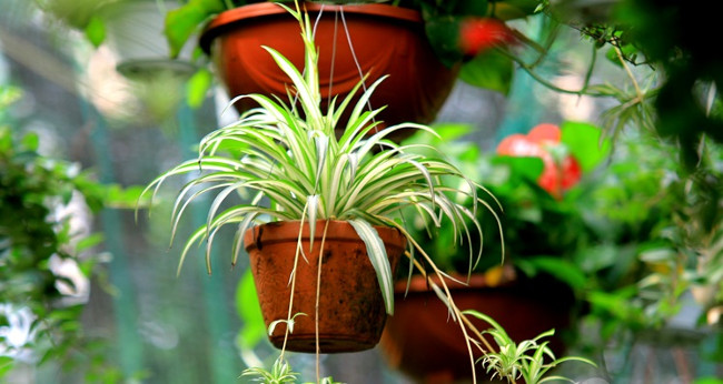 8 types of plants that resist ultra-good electromagnetic radiation for those who regularly use computers Picture 5