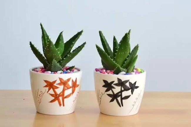 8 types of plants that resist ultra-good electromagnetic radiation for those who regularly use computers Picture 6