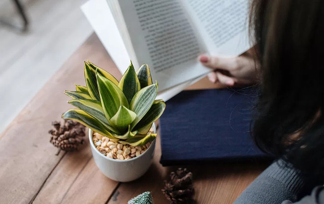 8 types of plants that resist ultra-good electromagnetic radiation for those who regularly use computers Picture 7