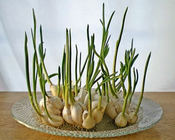 8 types of vegetables can be grown at home from the original stems Picture 2