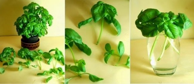8 types of vegetables can be grown at home from the original stems Picture 5