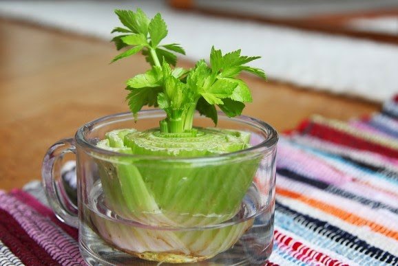 8 types of vegetables can be grown at home from the original stems Picture 6