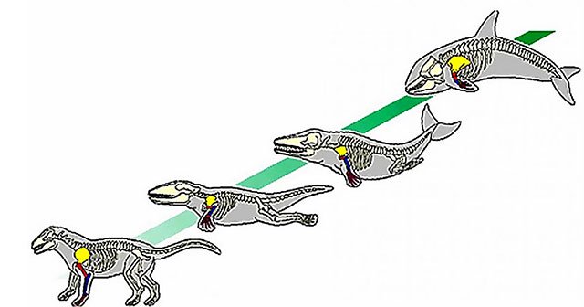 9 astonishing facts about dolphins Picture 1