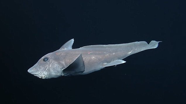 9 discover interesting surprises about the animal world in 2016 Picture 1