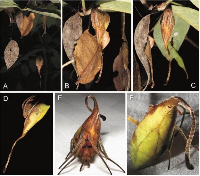 9 discover interesting surprises about the animal world in 2016 Picture 4