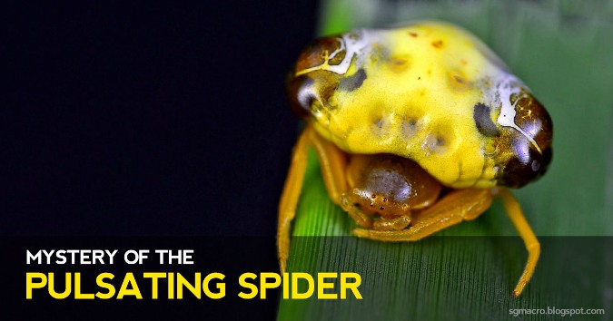 9 discover interesting surprises about the animal world in 2016 Picture 9