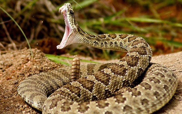 9 unique snakes in the world Picture 3