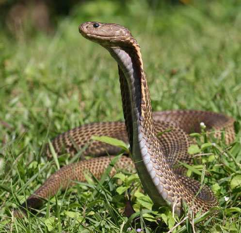 9 unique snakes in the world Picture 4