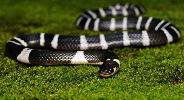 9 unique snakes in the world Picture 5