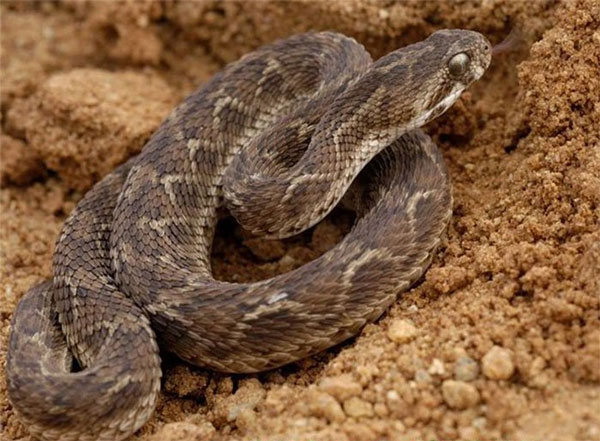 9 unique snakes in the world Picture 8