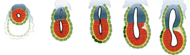 A human can be created from a laboratory, without eggs and sperm Picture 3