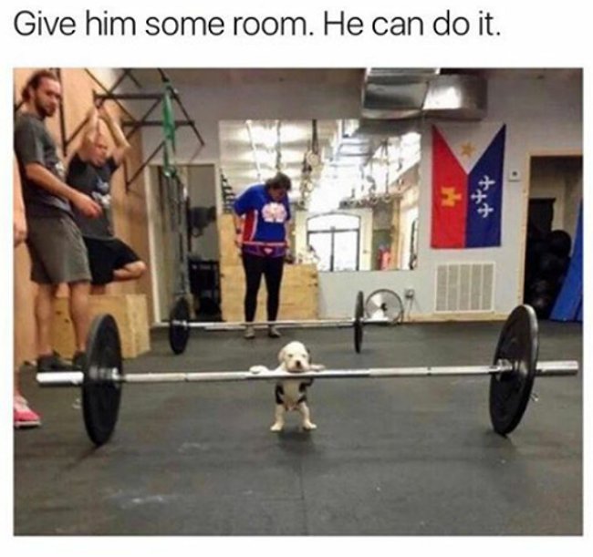 A series of funny and funny photos about lovely pets Picture 23