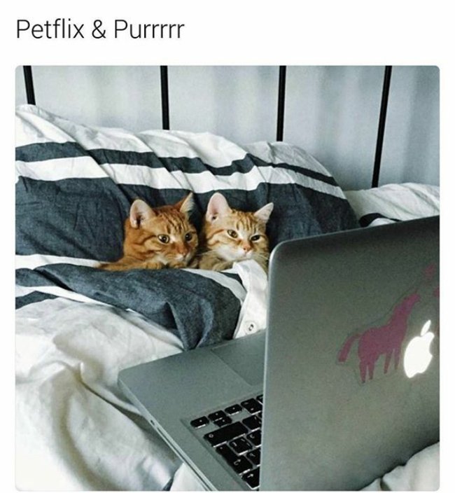 A series of funny and funny photos about lovely pets Picture 26