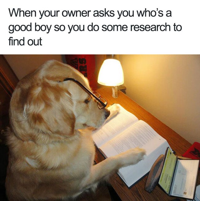 A series of funny and funny photos about lovely pets Picture 28