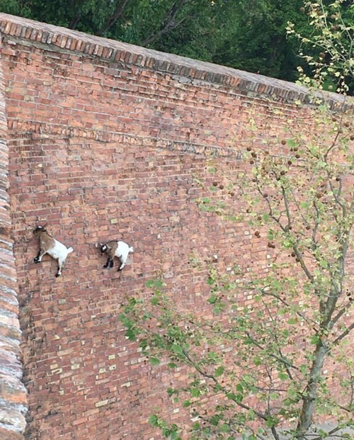 A series of hilarious pictures proving animals can do incredible things Picture 13