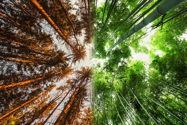 Admire 12 composite photos that make you believe that every part of the world has its own 'half' Picture 2