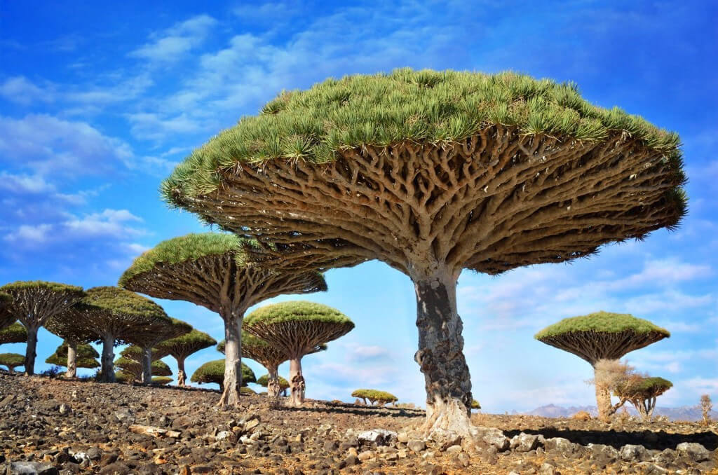 Admire the 16 most magnificent ancient trees in the world Picture 10