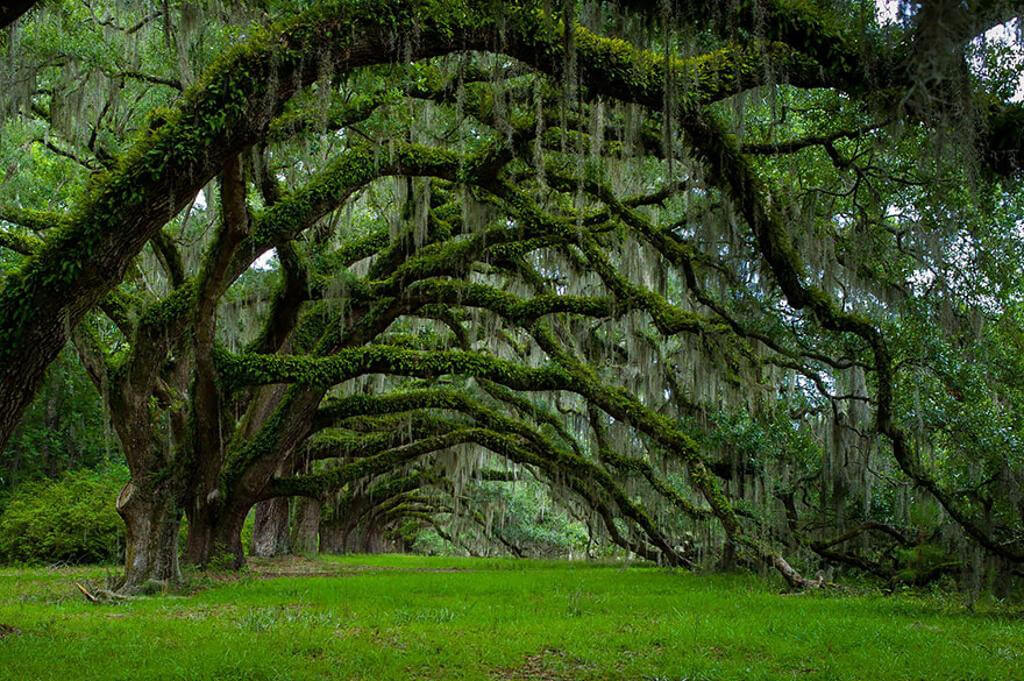 Admire the 16 most magnificent ancient trees in the world Picture 16