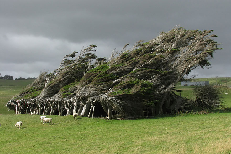 Admire the 16 most magnificent ancient trees in the world Picture 4
