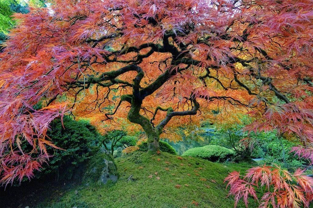 Admire the 16 most magnificent ancient trees in the world Picture 5