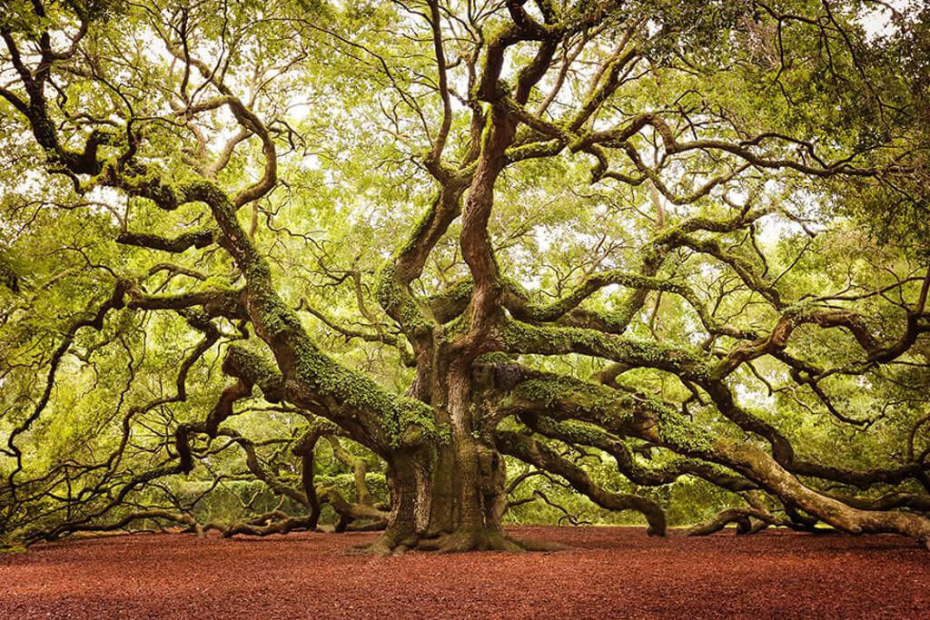 Admire the 16 most magnificent ancient trees in the world Picture 8