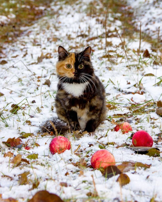 Admire the image of a 'two-sided' Yana cat that favors the Instagram community Picture 11