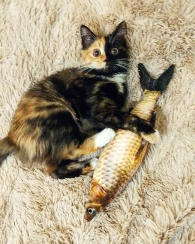 Admire the image of a 'two-sided' Yana cat that favors the Instagram community Picture 12