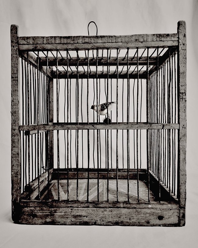 Admire the photos that won the iPhone Photography Award 2017 Picture 26