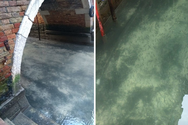 After only a few days of blockade, the canals in Venice became crystal clear. Picture 1