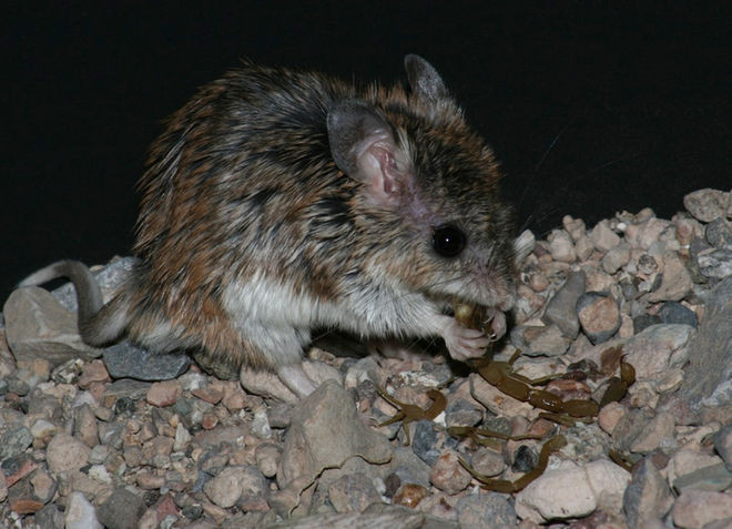 Amaze the mouse species immune to the scorpion's horrible venom Picture 2