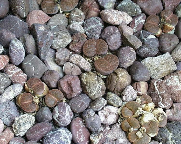 Amazing flowers are shaped like pebbles Picture 1