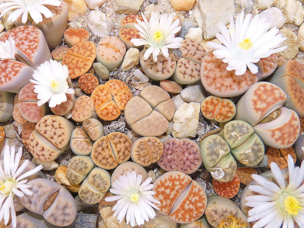 Amazing flowers are shaped like pebbles Picture 10