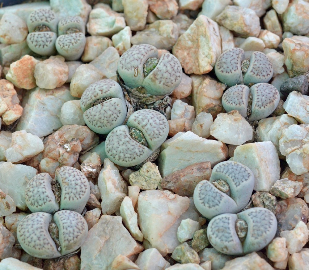 Amazing flowers are shaped like pebbles Picture 2