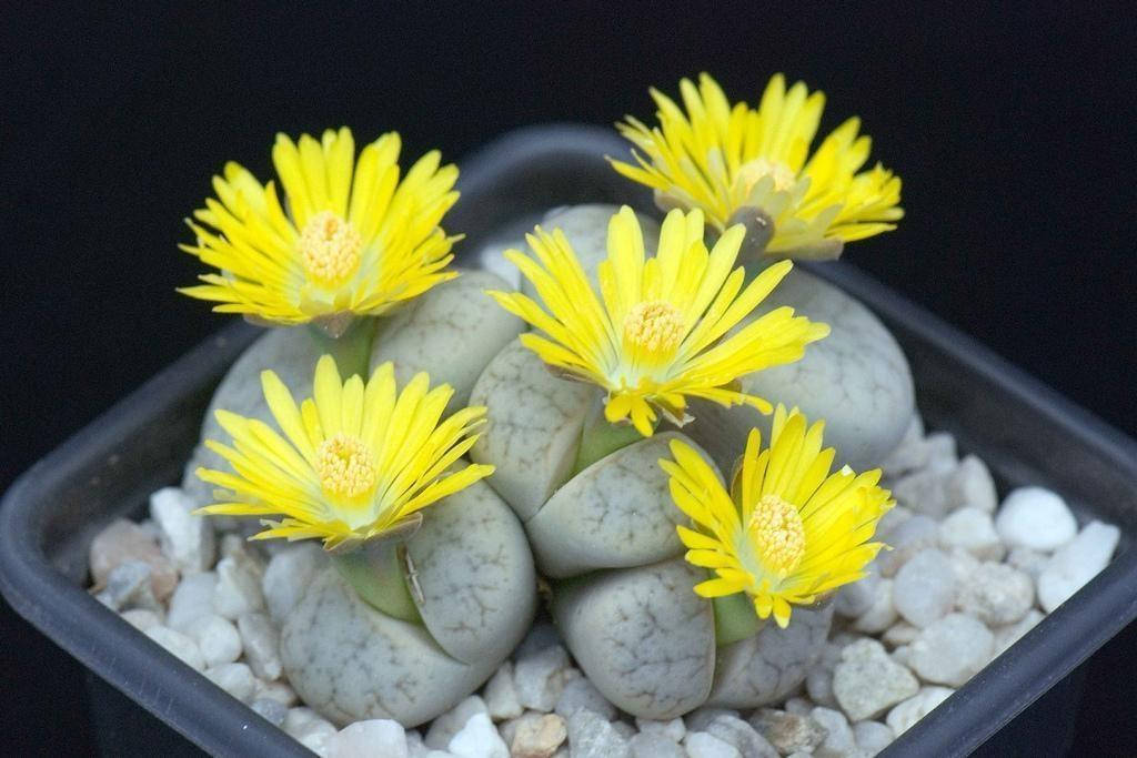 Amazing flowers are shaped like pebbles Picture 3