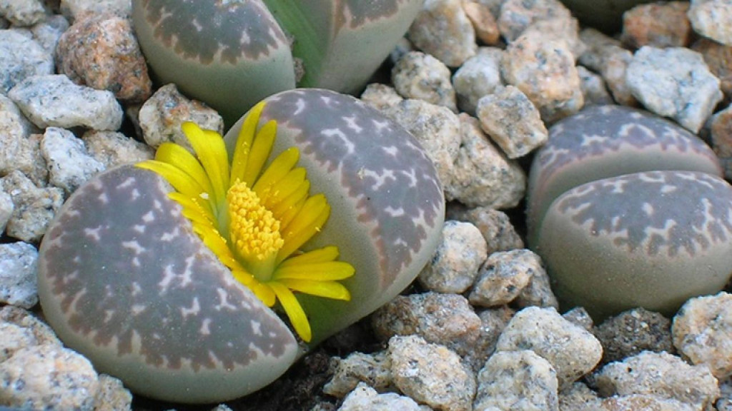 Amazing flowers are shaped like pebbles Picture 4