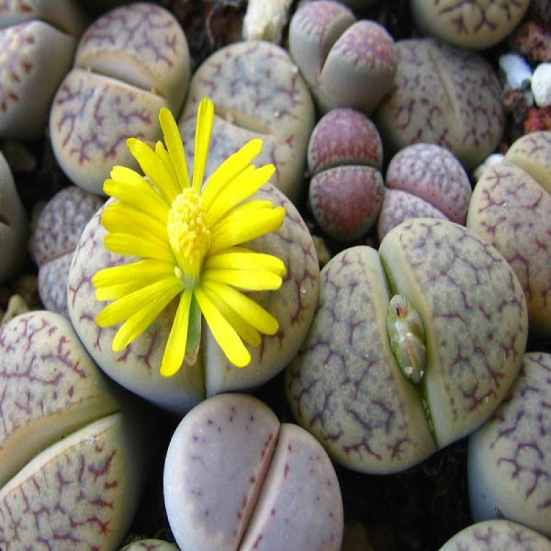 Amazing flowers are shaped like pebbles Picture 5