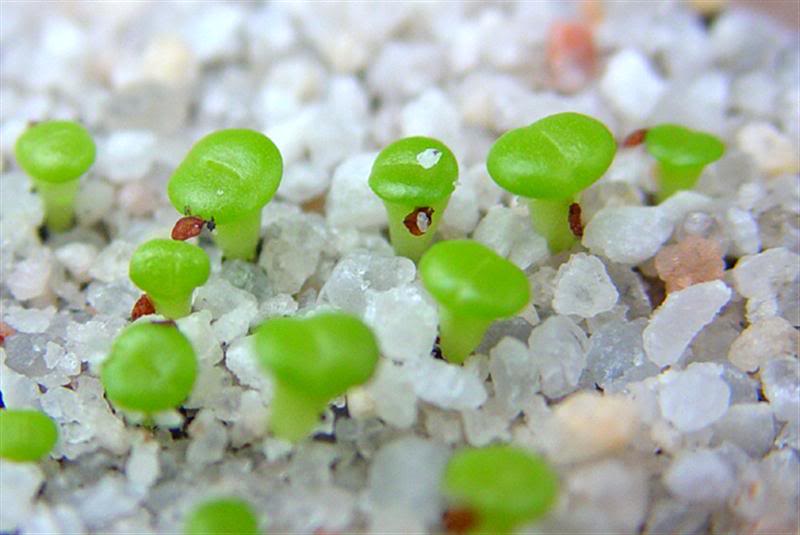 Amazing flowers are shaped like pebbles Picture 8