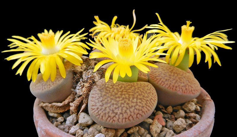 Amazing flowers are shaped like pebbles Picture 9