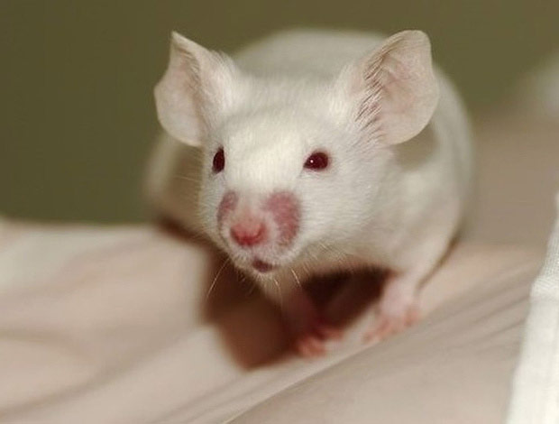 Animals can be surprisingly humanoid: rats can drive, dolphins dream ... Picture 3