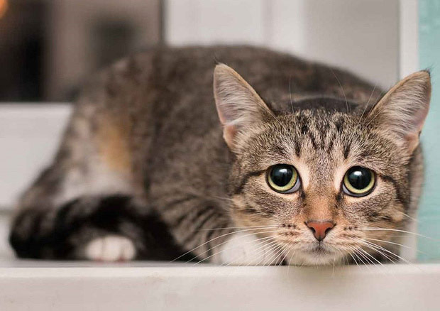 Animals can be surprisingly humanoid: rats can drive, dolphins dream ... Picture 5