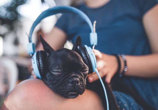 Animals can be surprisingly humanoid: rats can drive, dolphins dream ... Picture 7