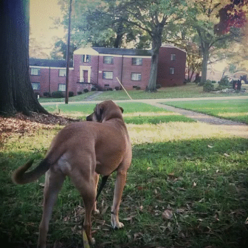 Applications that create ultra-toxic animations on Android and Iphone phones Picture 4