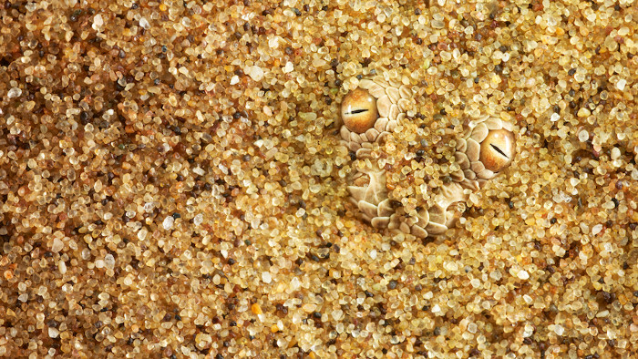 Art 'stealth' masters to hunt the desert snakes Picture 3