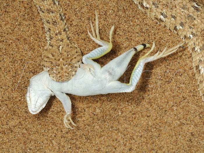 Art 'stealth' masters to hunt the desert snakes Picture 4